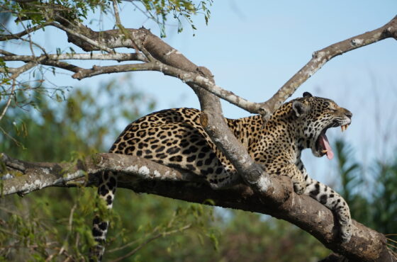 Jaguar Safari